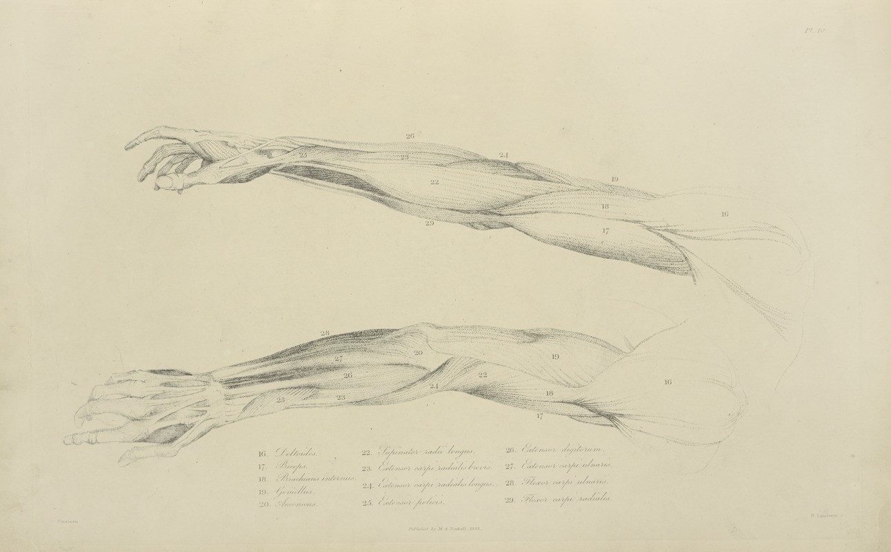 M.A. Nattali - Two views of musculature of the arm.