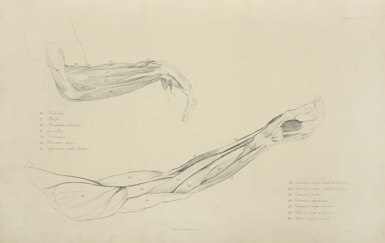 M.A. Nattali - Two views of musculature of the arm