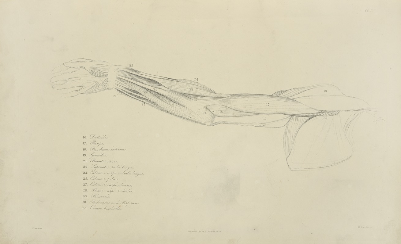 M.A. Nattali - View of musculature of the arm