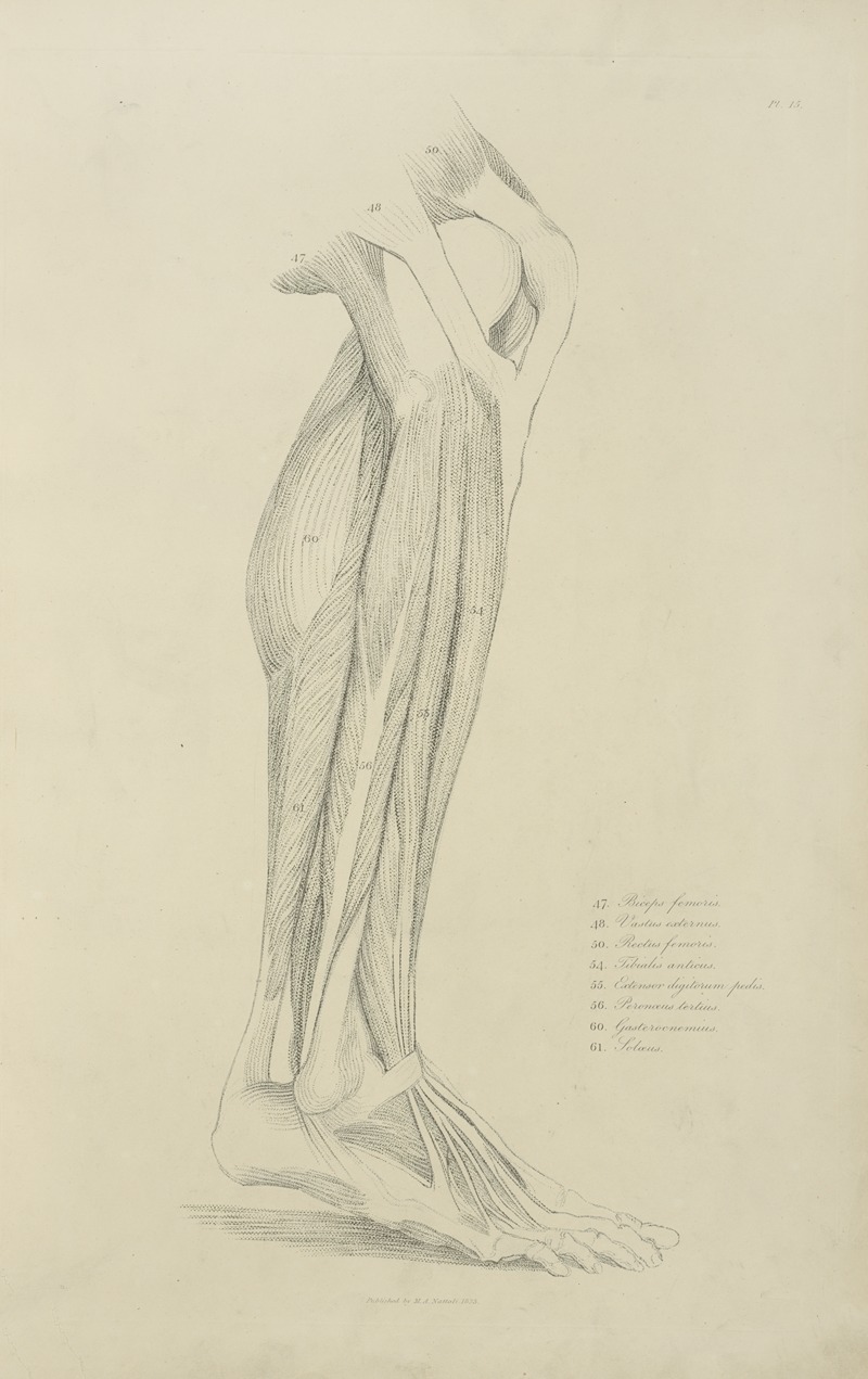 M.A. Nattali - View of musculature of the leg 2