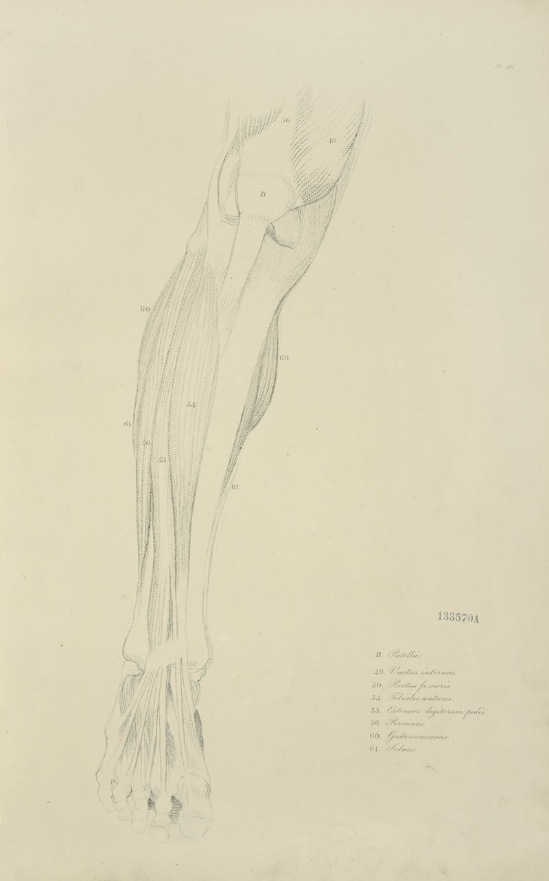 M.A. Nattali - View of musculature of the leg from the front