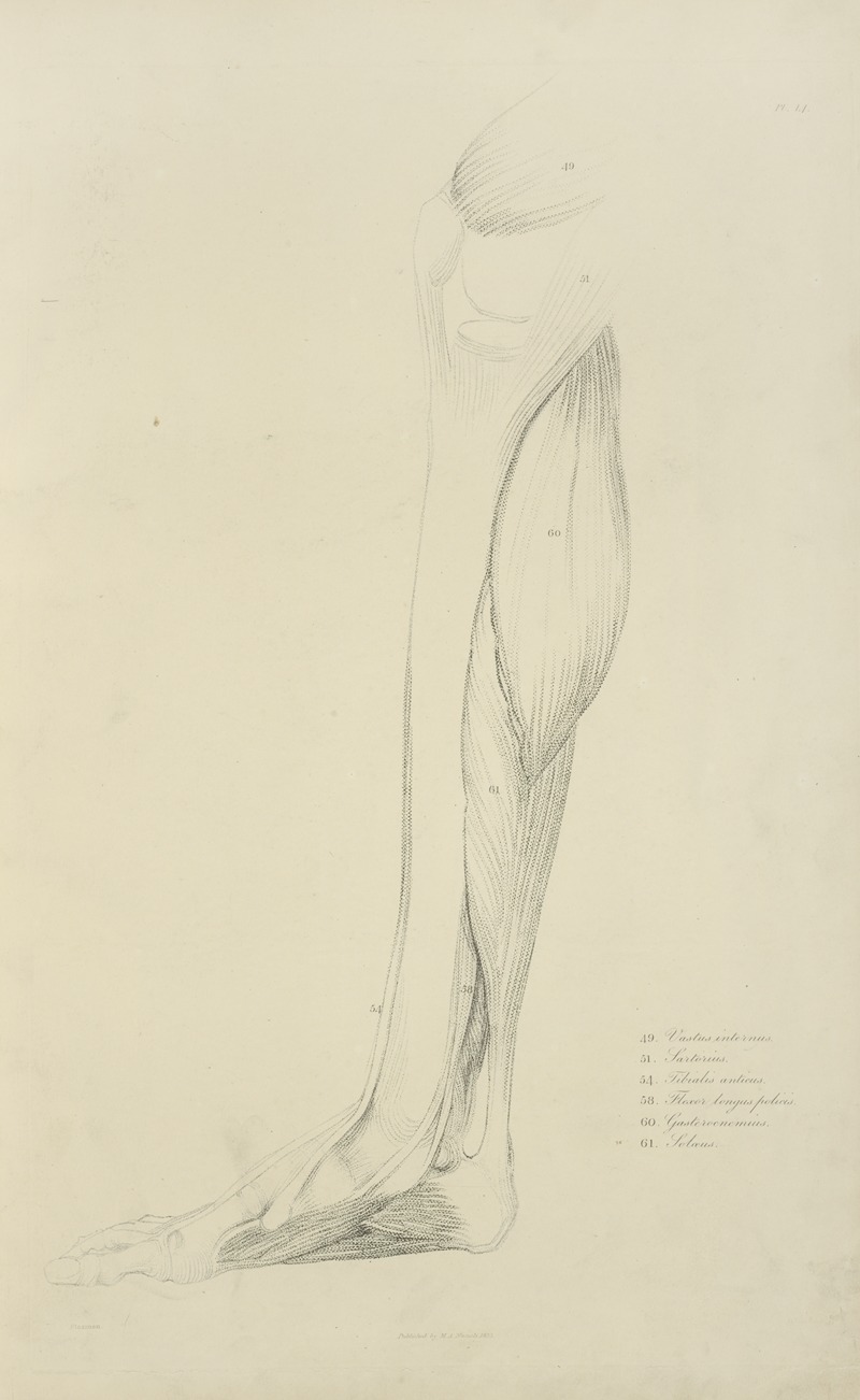 M.A. Nattali - View of musculature of the leg