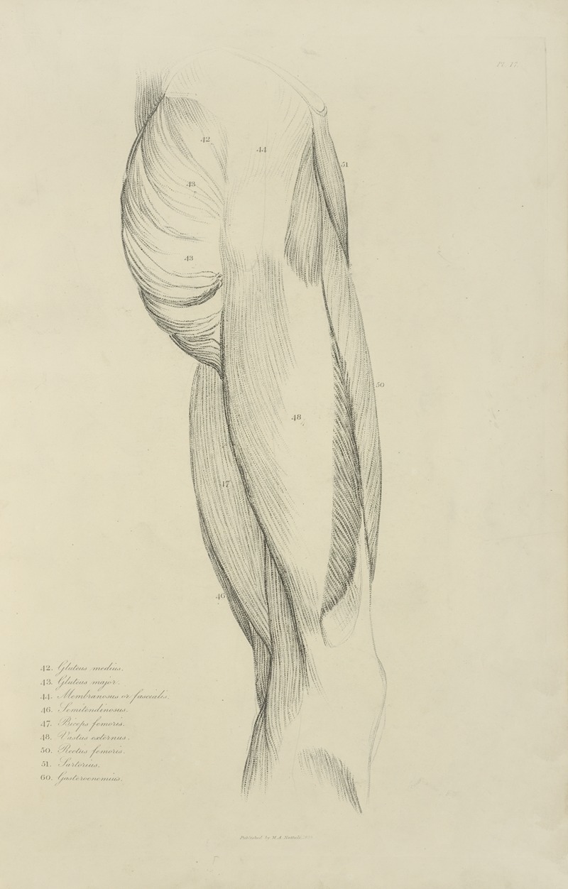 M.A. Nattali - View of musculature of the upper leg and buttock