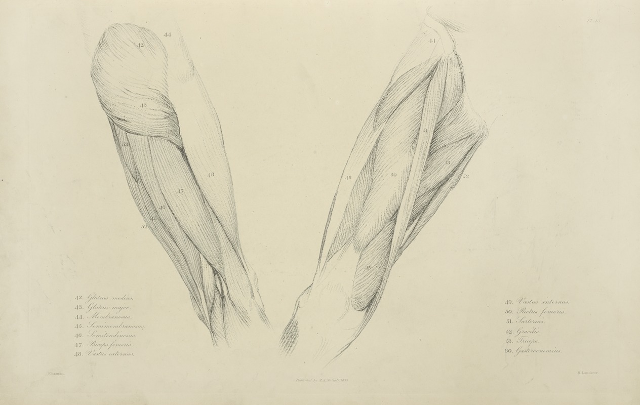 M.A. Nattali - View of musculature of the upper leg