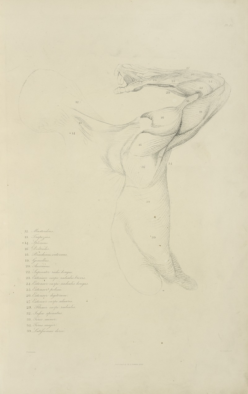 M.A. Nattali - View of right arm and side of torso from the back