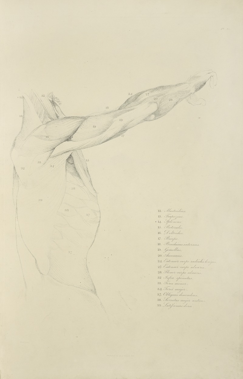 M.A. Nattali - View of right arm and side of torso from the side