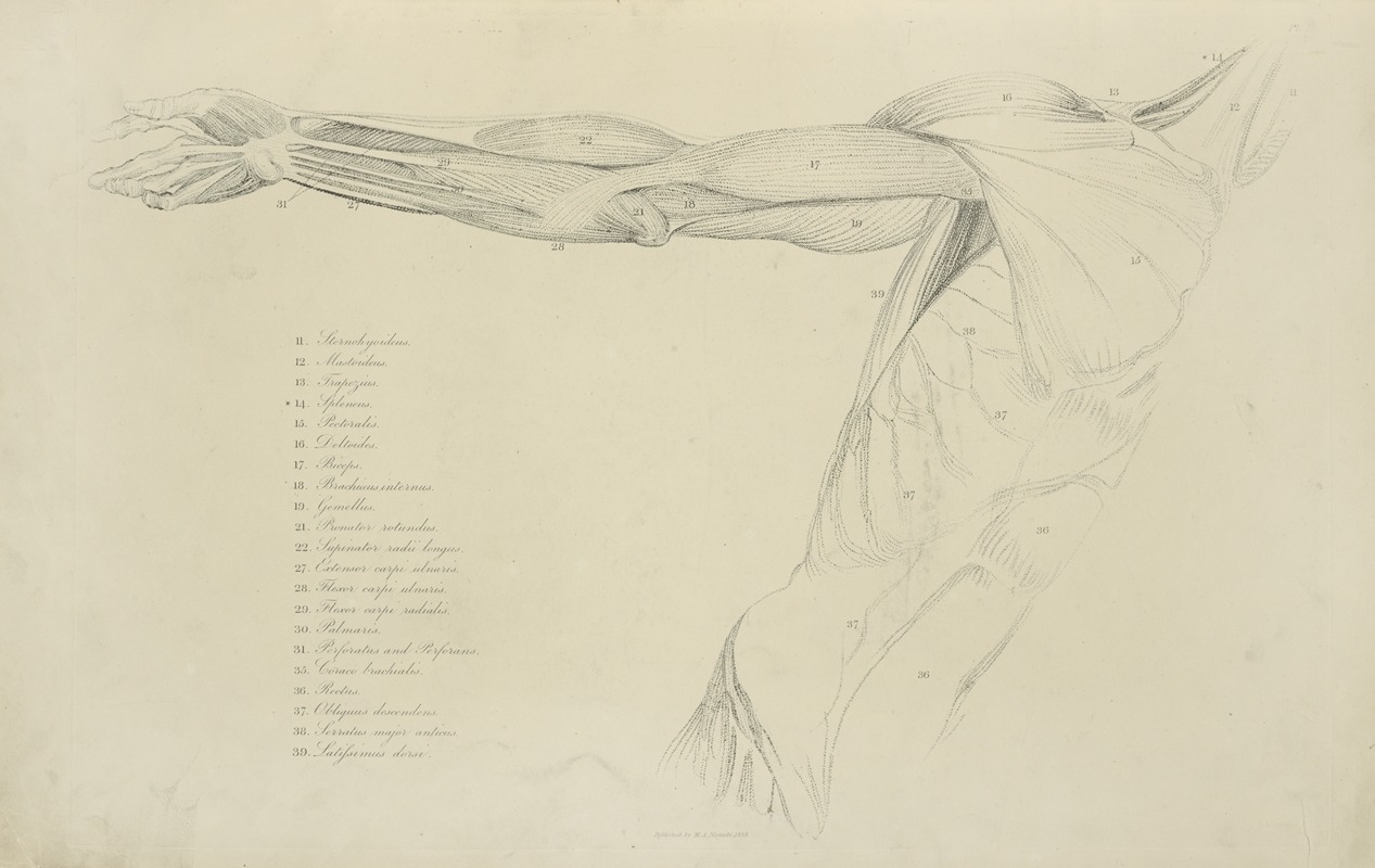 M.A. Nattali - View of right arm and side of torso