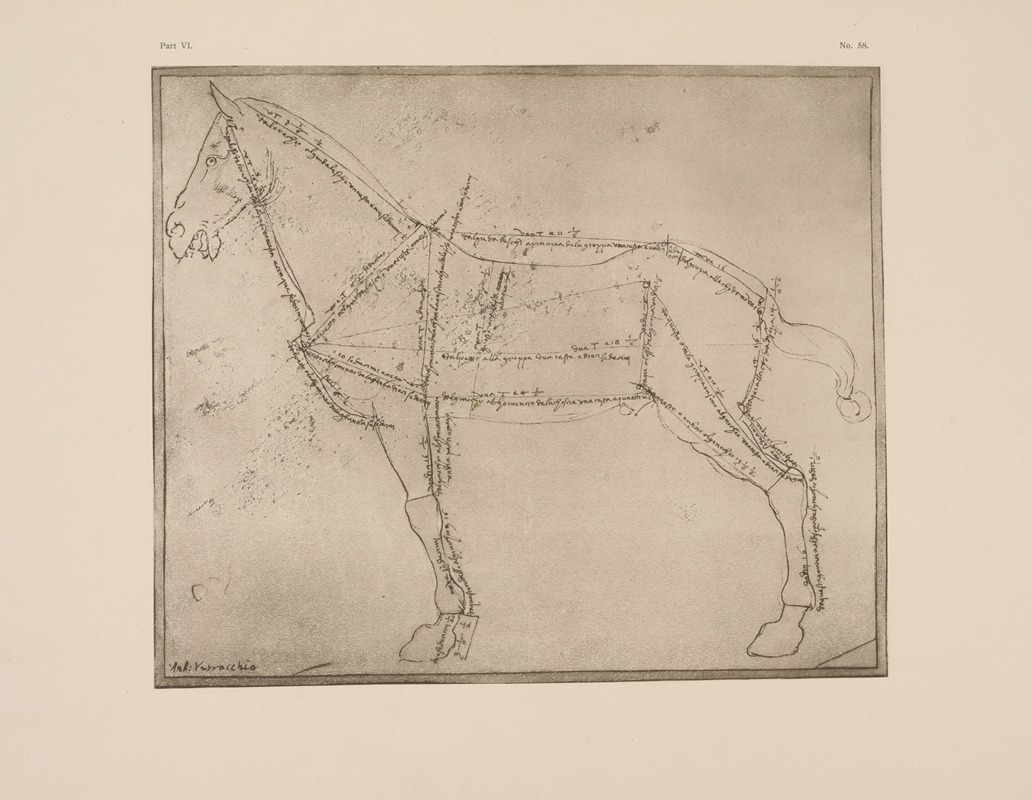 P. & D. Colnaghi - Diagram of horse with lines of anatomy marked