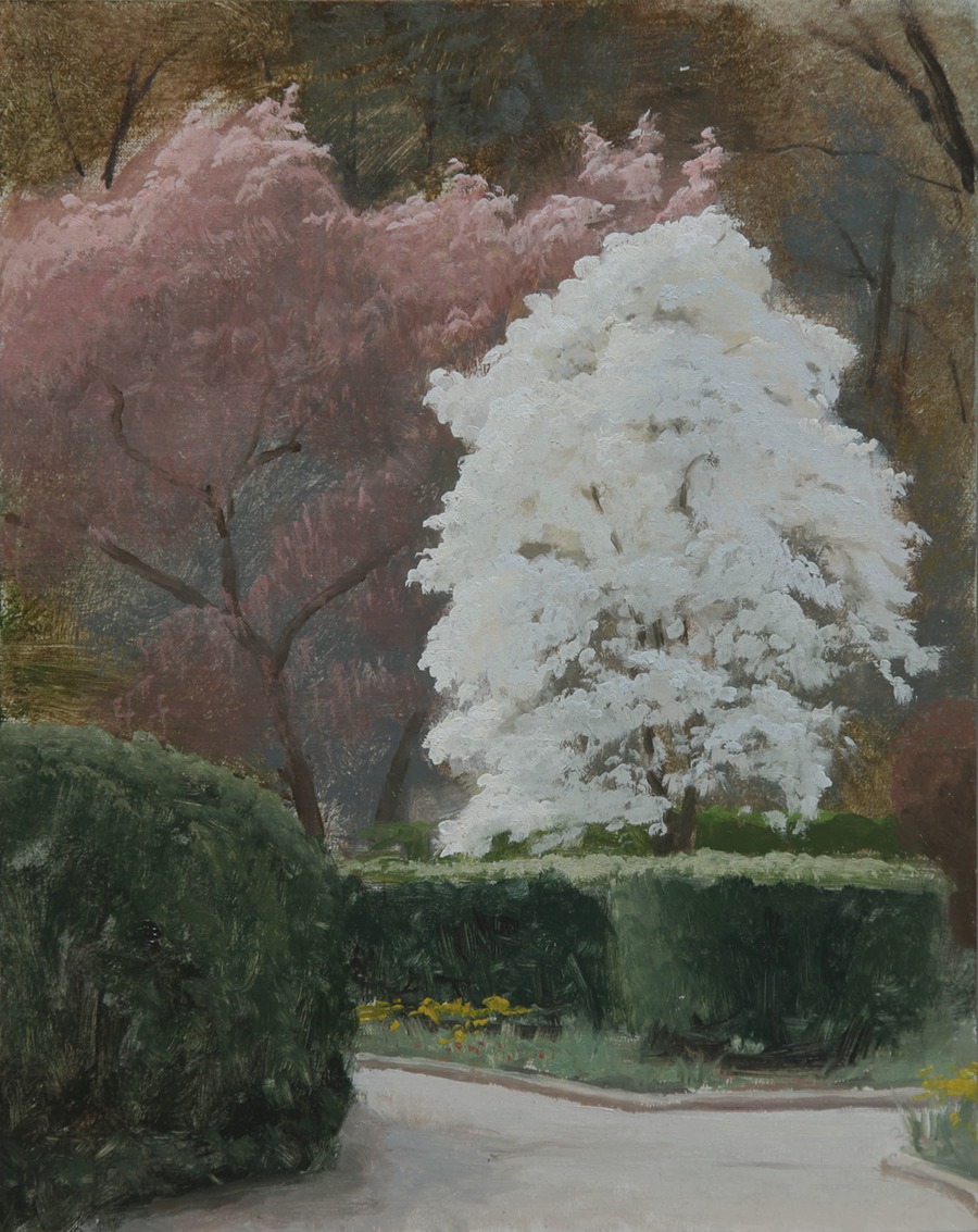 Joshua LaRock - Magnolias in bloom