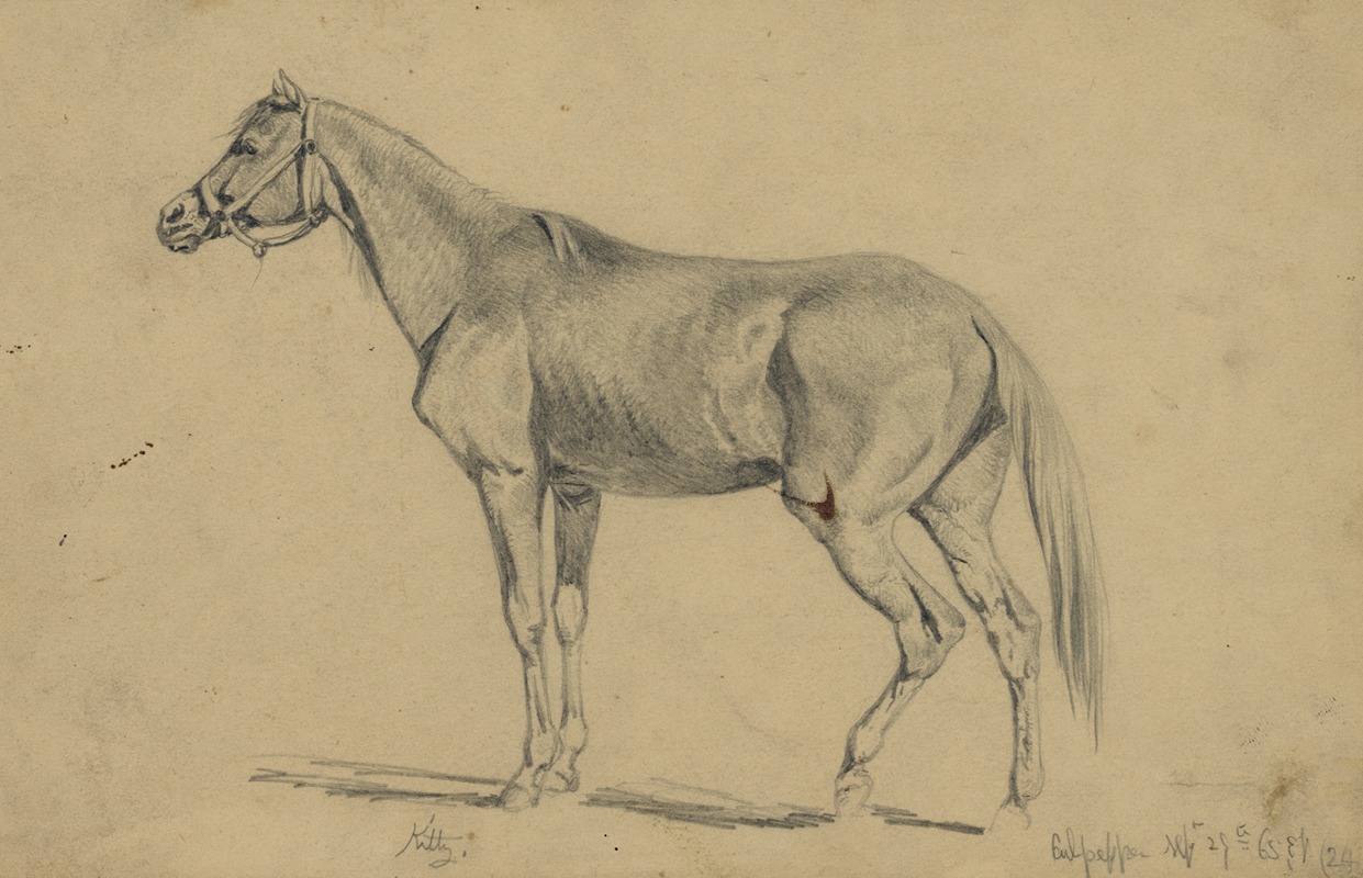 Edwin Forbes - Kitty. Edwin Forbe’s mare that he rode from 1862-1865