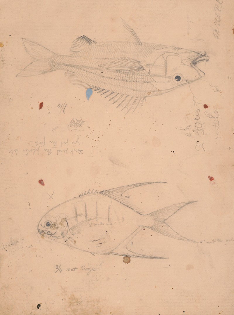 James Fuller Queen - Side view of two fish with notations at to their size