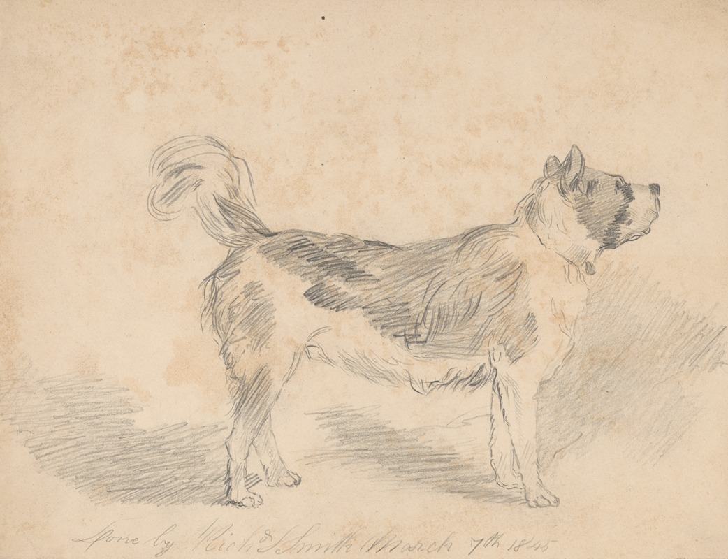 Richard Sanger Smith - Pencil exercise, no. 3 – standing dog