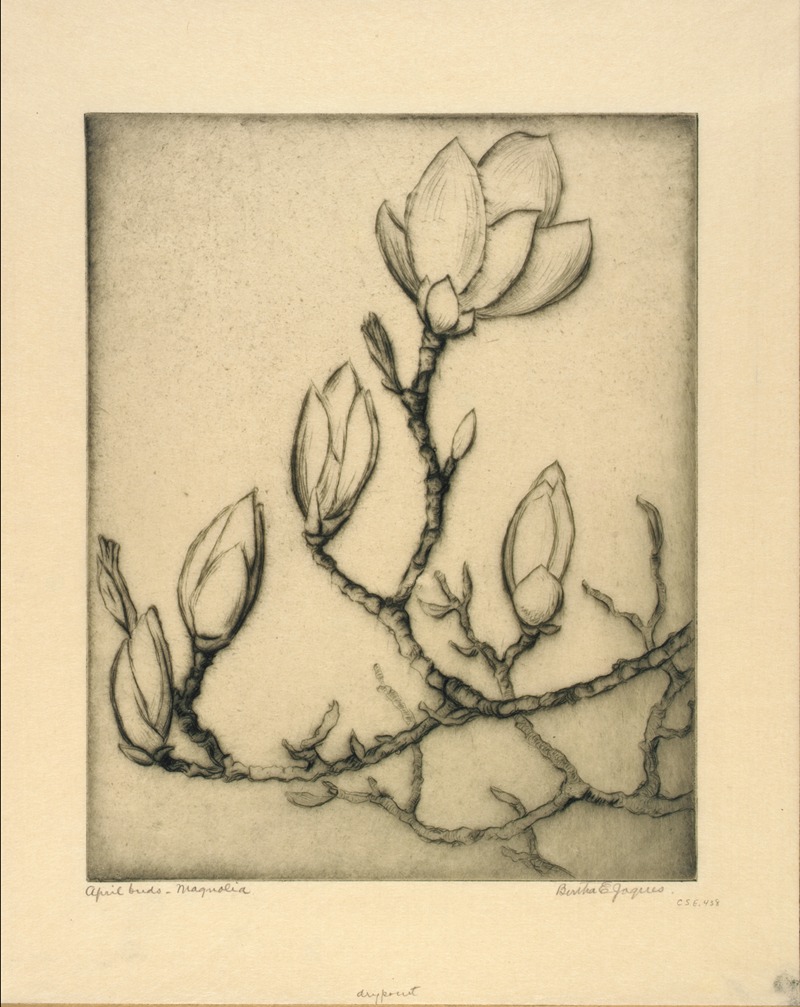 Bertha E. Jaques - April Buds–Magnolia