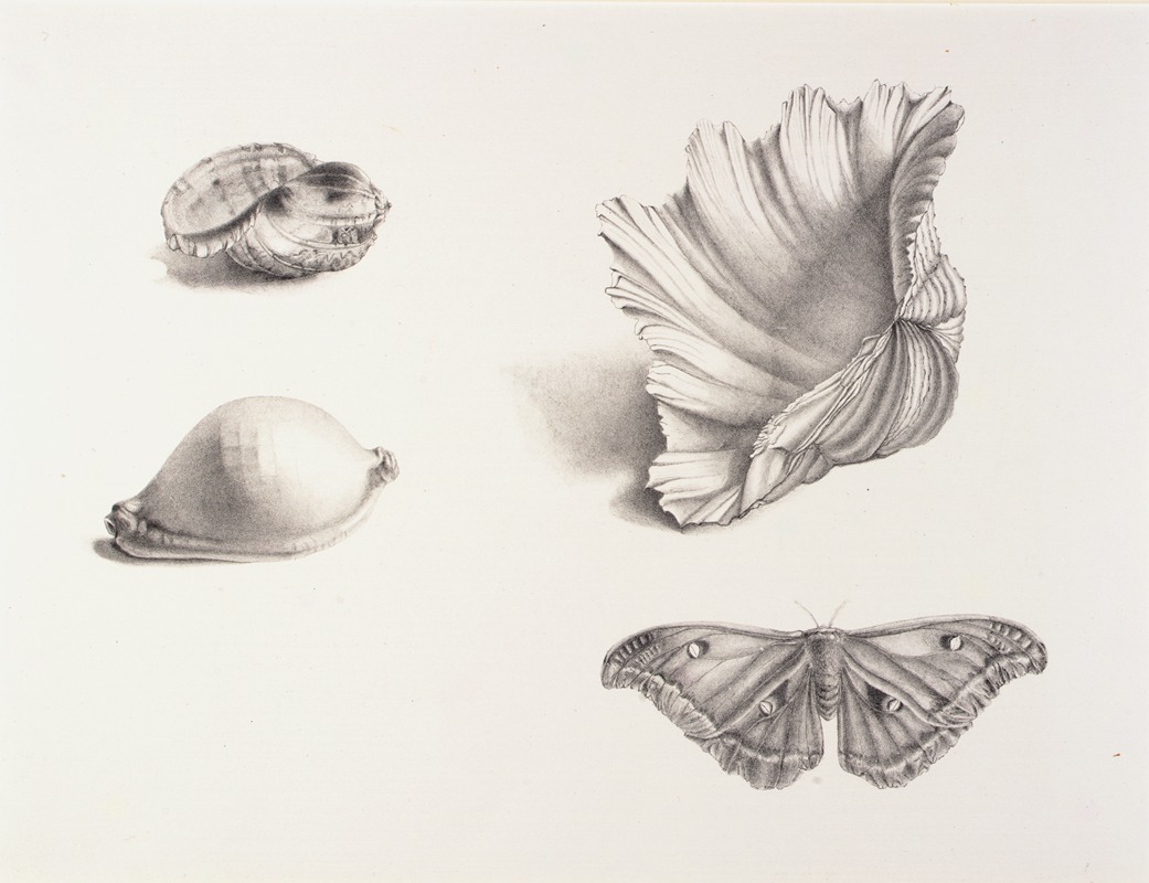 Mary Fornance - Shells and Moth