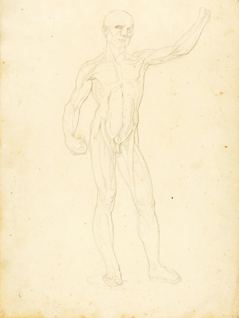 William Page - An Ecorche, front view