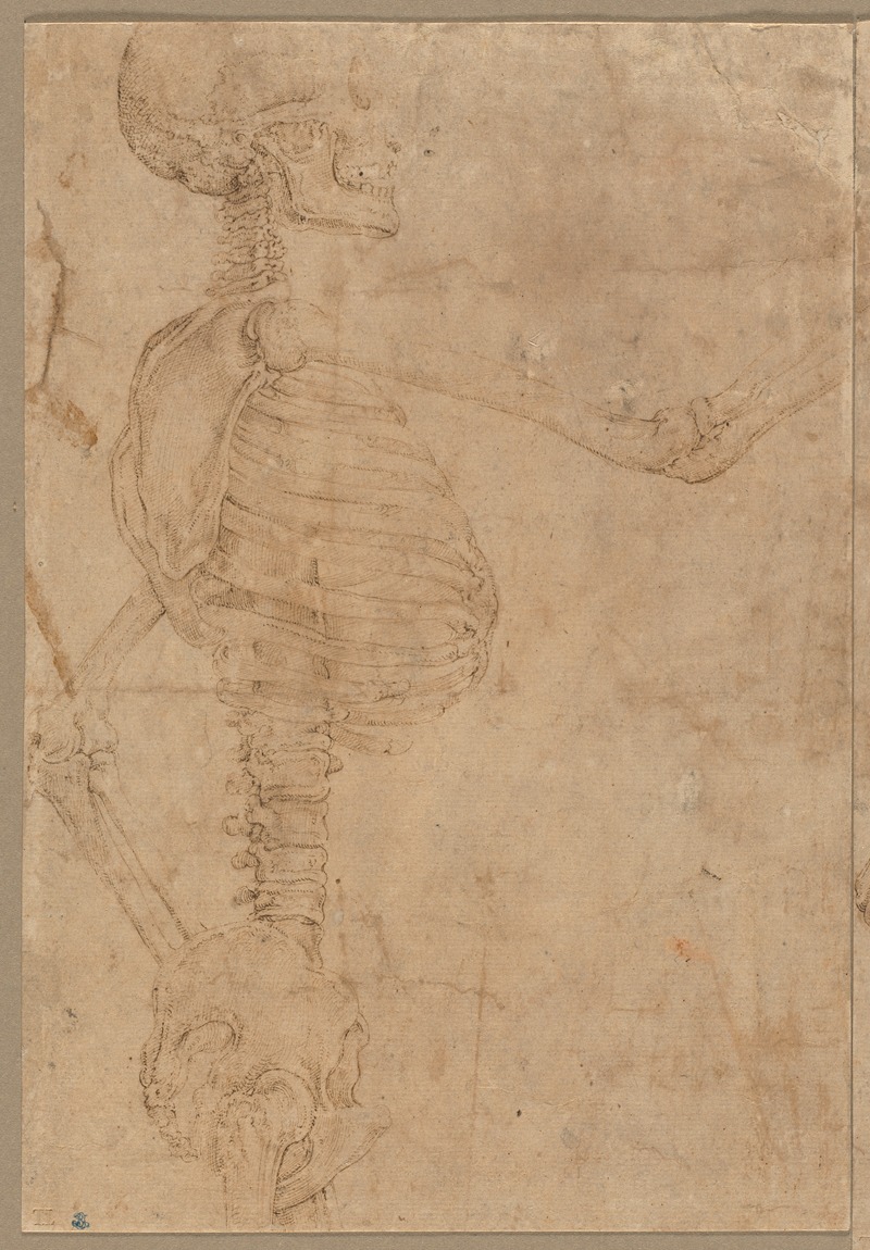 Battista Franco - Half-Length Skeleton in Profile