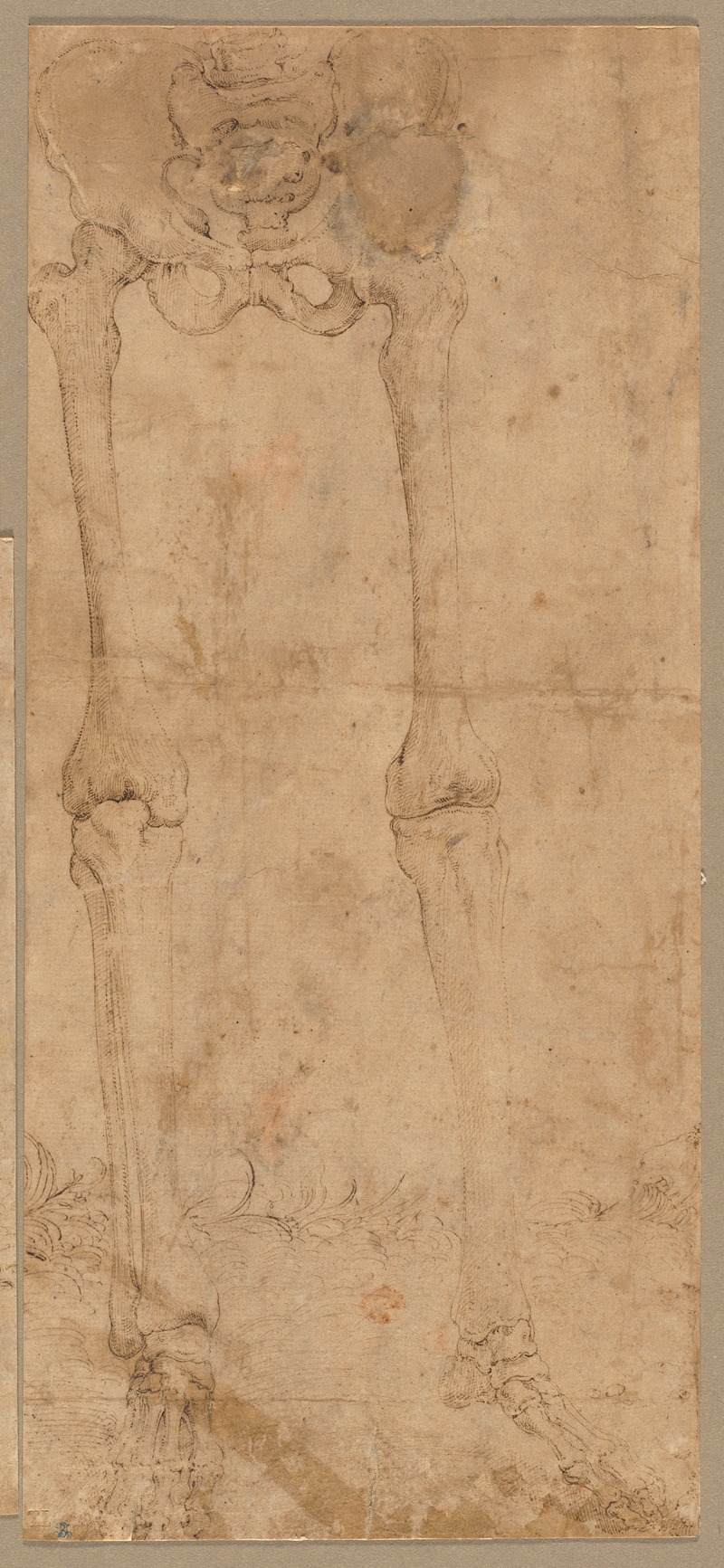 Battista Franco - Lower Half of Skeleton from the Front