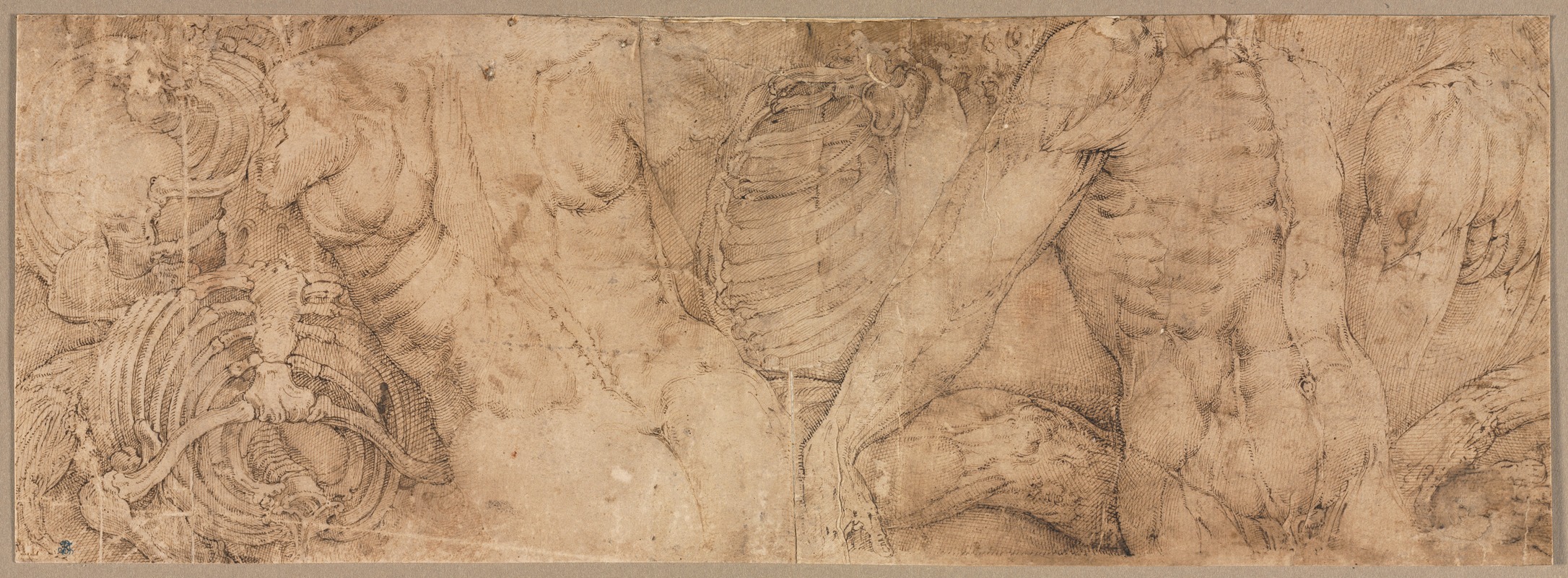 Battista Franco - Torsos with Rib Cages