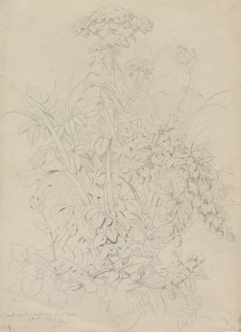 Eugene Blery - Plant Study