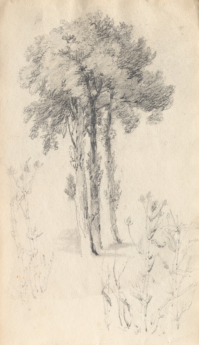 Samuel Prout - Tree Study