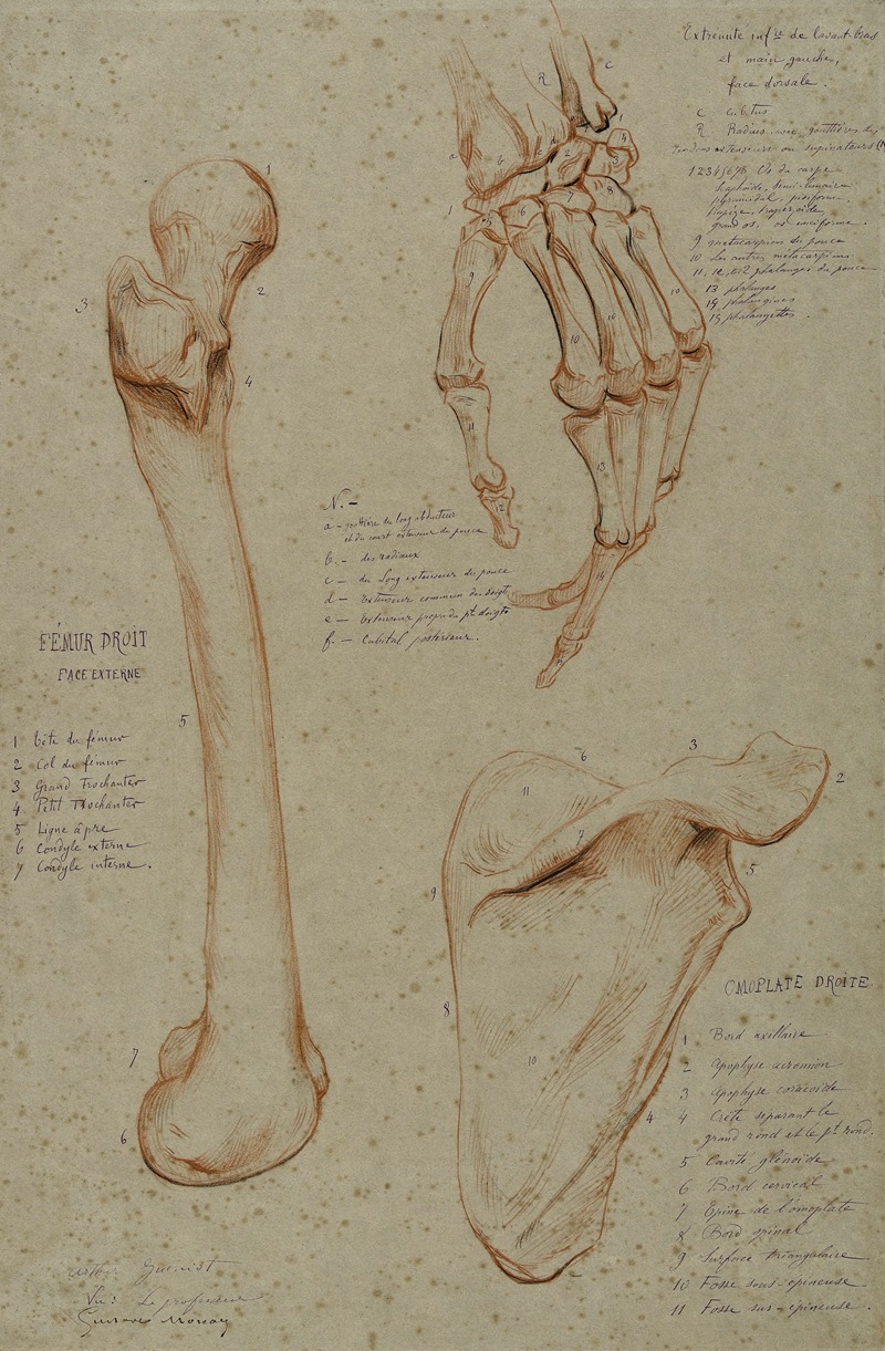 Arthur-Joseph Gueniot - Trois études fémur droit main gauche face dorsale omoplate droite