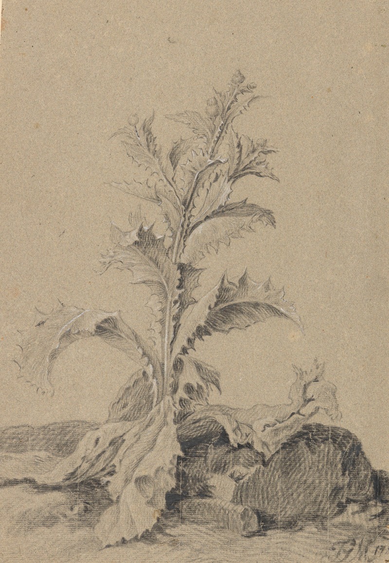 Johann Georg Mansfeld - Pflanzenstudie Distel
