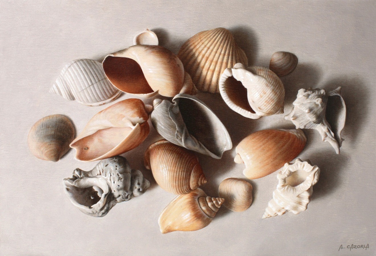Antonio Cazorla - Shells on White