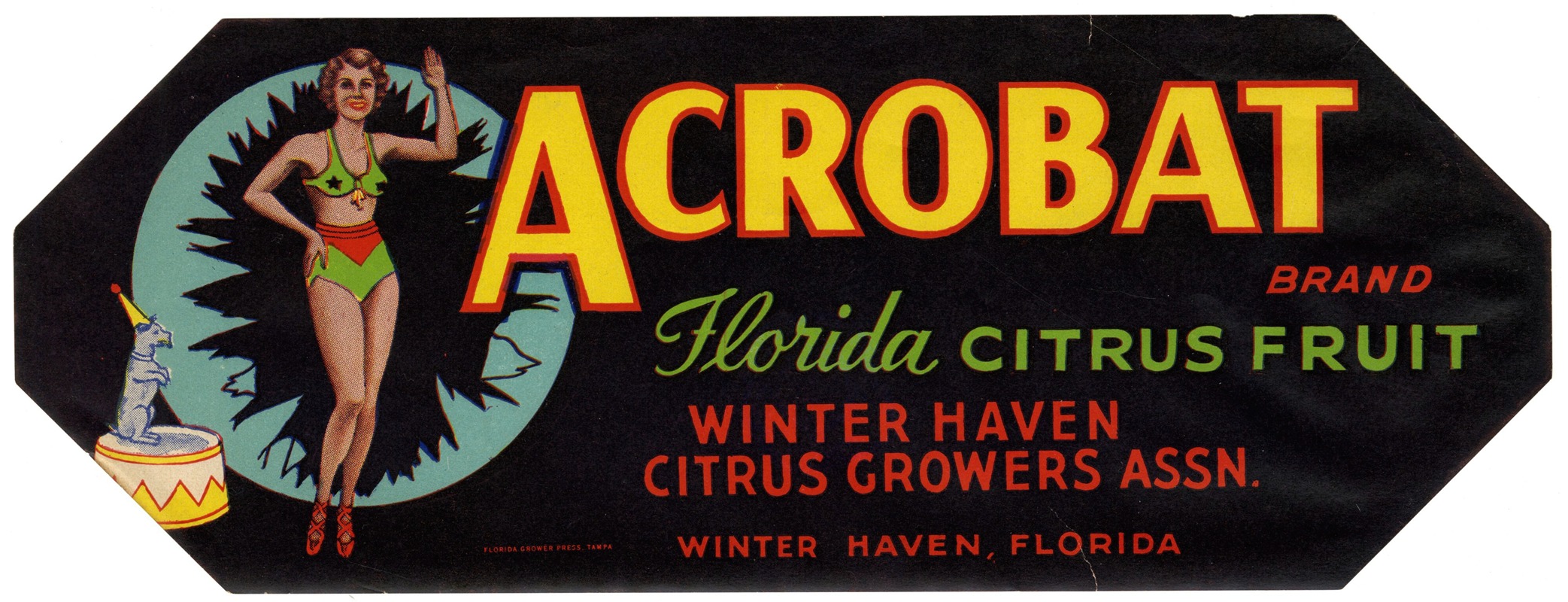 Anonymous - Acrobat Brand Florida Citrus Fruit Label