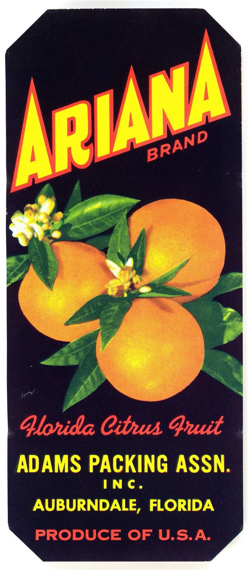 Anonymous - Ariana Brand Florida Citrus Fruit Label