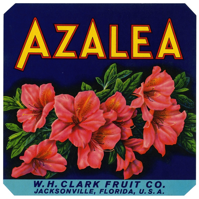 Anonymous - Azalea Fruit Label