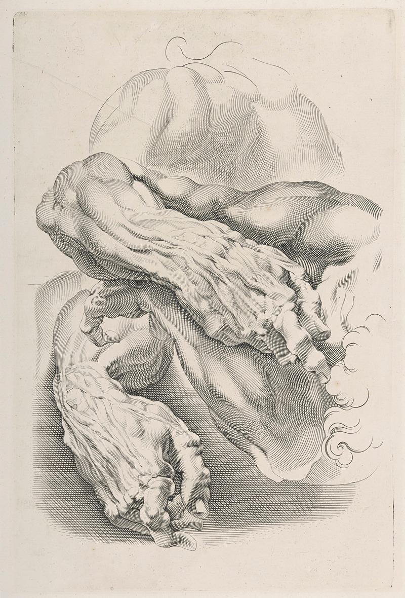 Peter Paul Rubens - Muscles