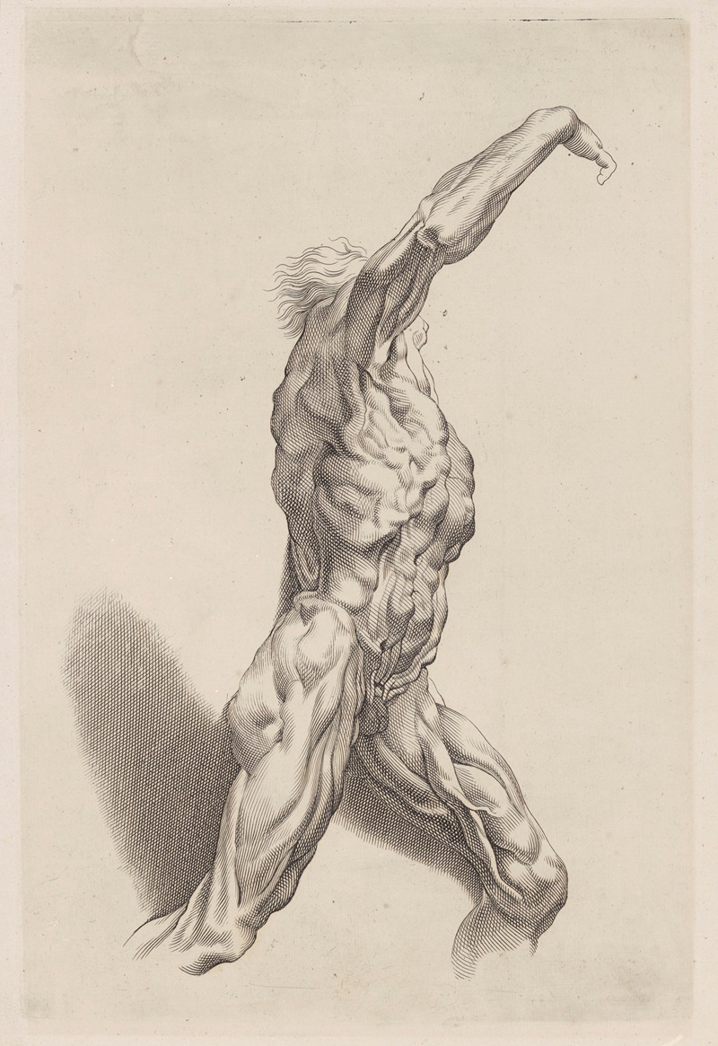 Peter Paul Rubens - Nude Study