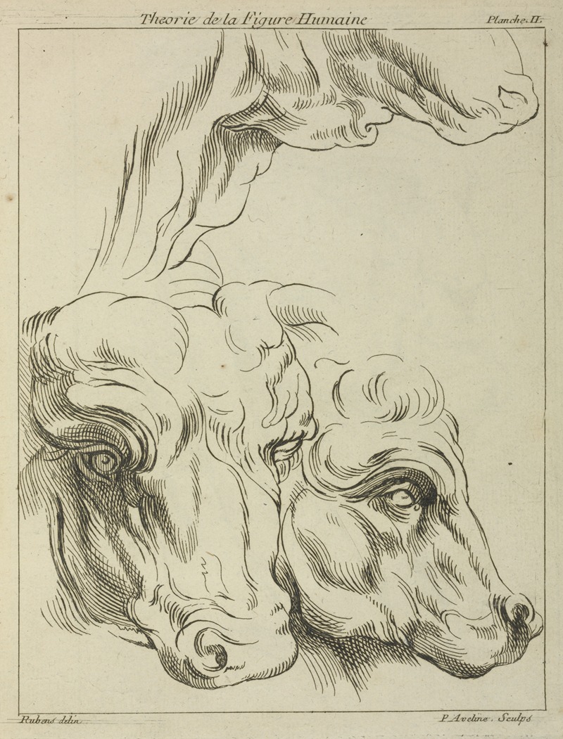 Peter Paul Rubens - Heads and necks of two bovines; portion of neck of a third