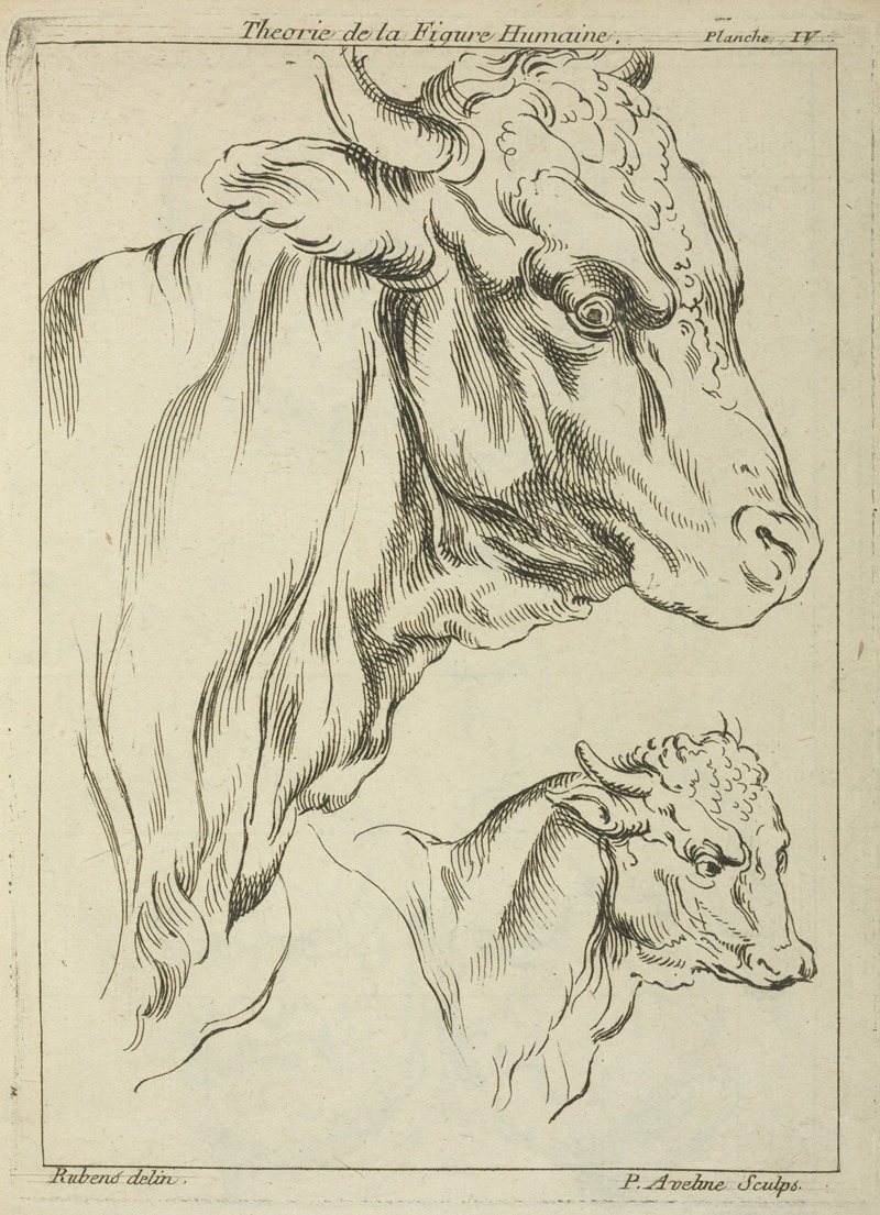 Peter Paul Rubens - Heads and necks of two bulls in profile