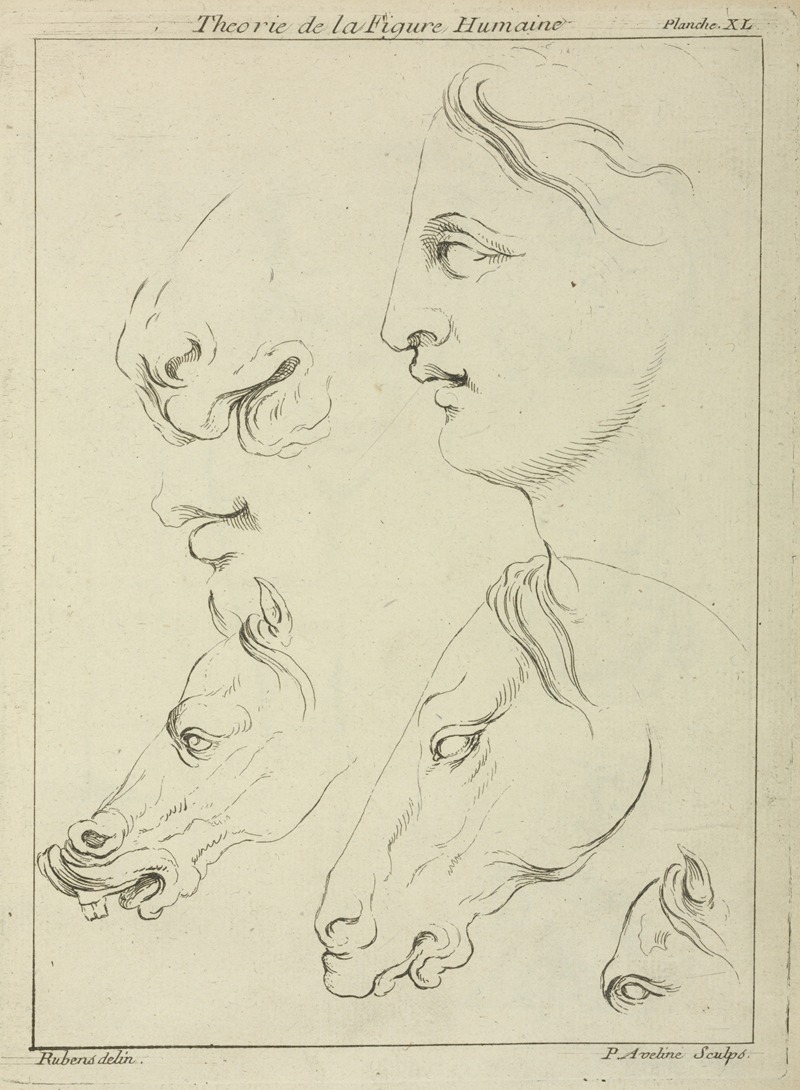 Peter Paul Rubens - Horses’ heads and human head in profile, with detail of horse’s eye and nose