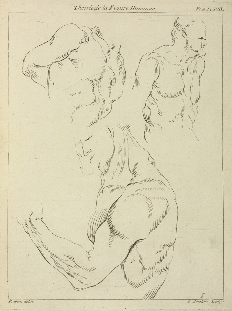 Peter Paul Rubens - Studies of a man’s chest, biceps, and shoulders