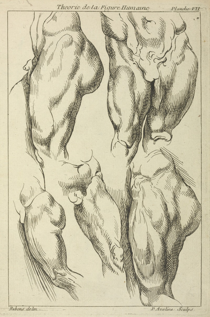 Peter Paul Rubens - Studies of male loins