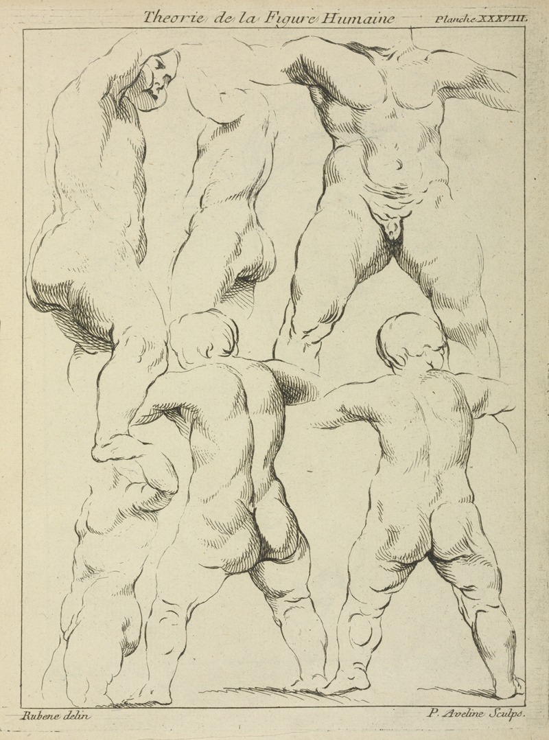 Peter Paul Rubens - Studies of male torsos