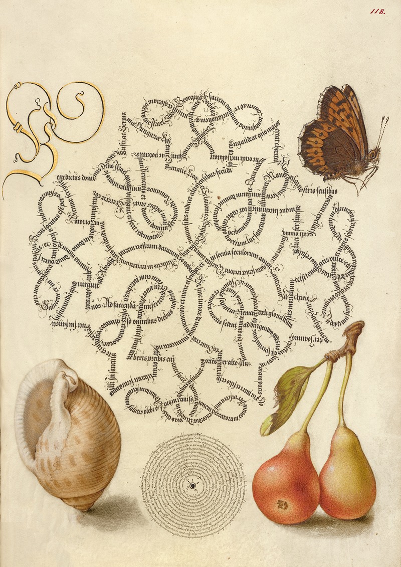 Joris Hoefnagel - Butterfly, Marine Mollusk, and Pear