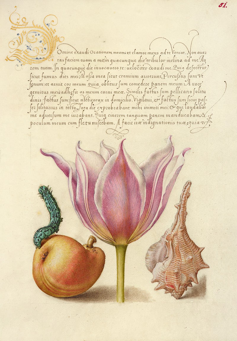 Joris Hoefnagel - Caterpillar, Pear, Tulip, and Purple Snail