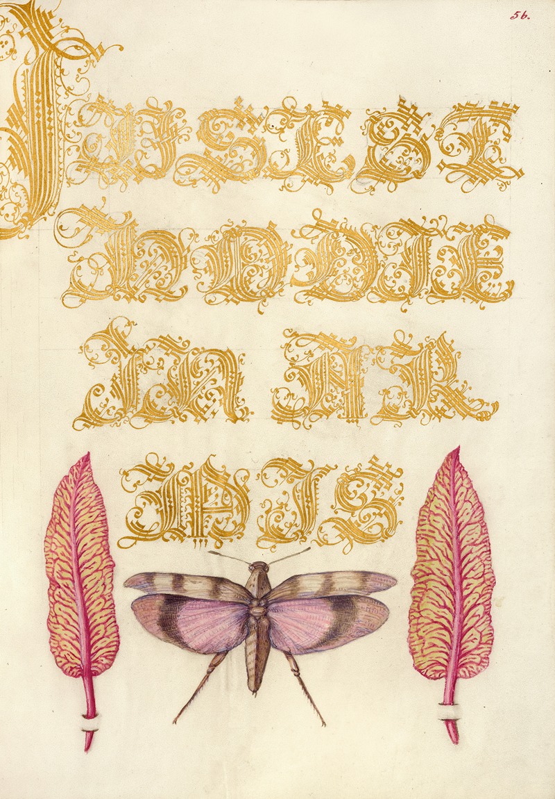 Joris Hoefnagel - Chard Leaves and Red-Winged Grasshopper