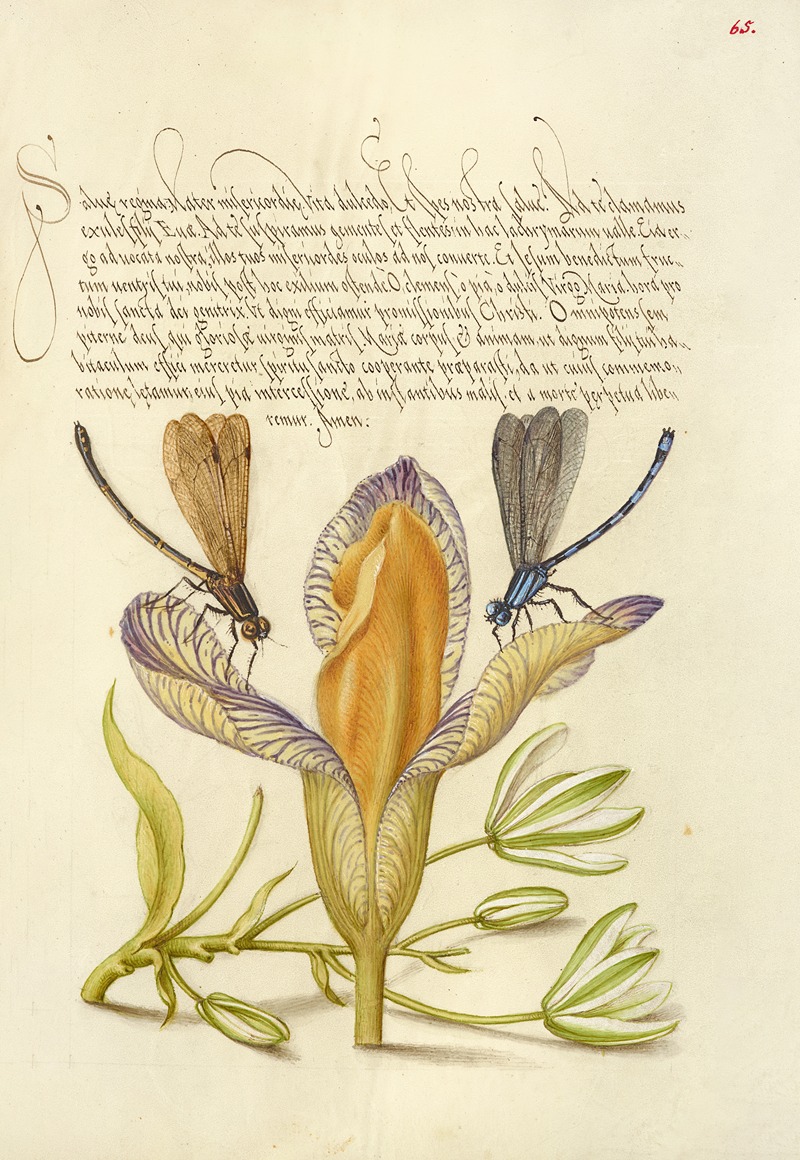 Damselflies, Spanish Iris, and Star-of-Bethlehem by Joris Hoefnagel ...