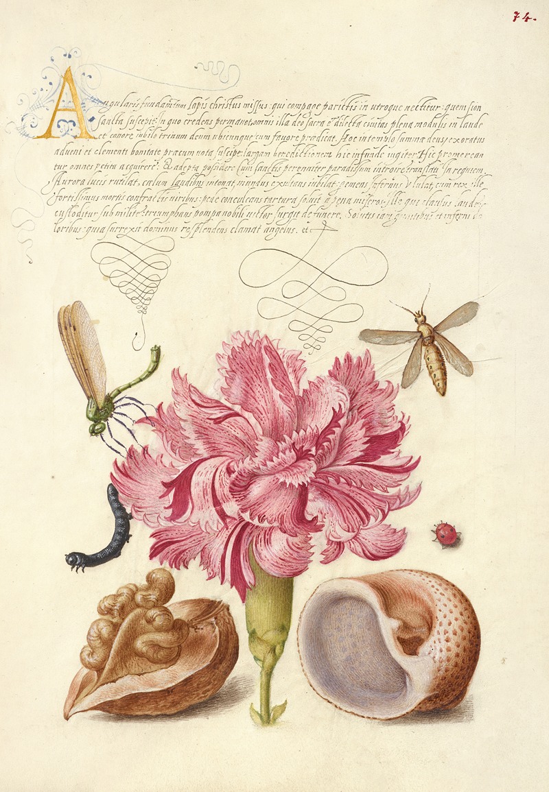Joris Hoefnagel - Damselfly, Carnation, Insect, Caterpillar, Ladybird, English Walnut, and Marine Mollusk