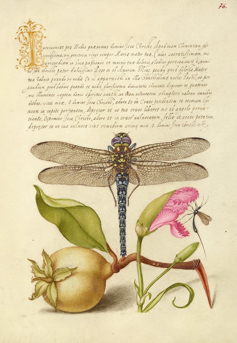 Joris Hoefnagel - Dragonfly, Pear, Carnation, and Insect