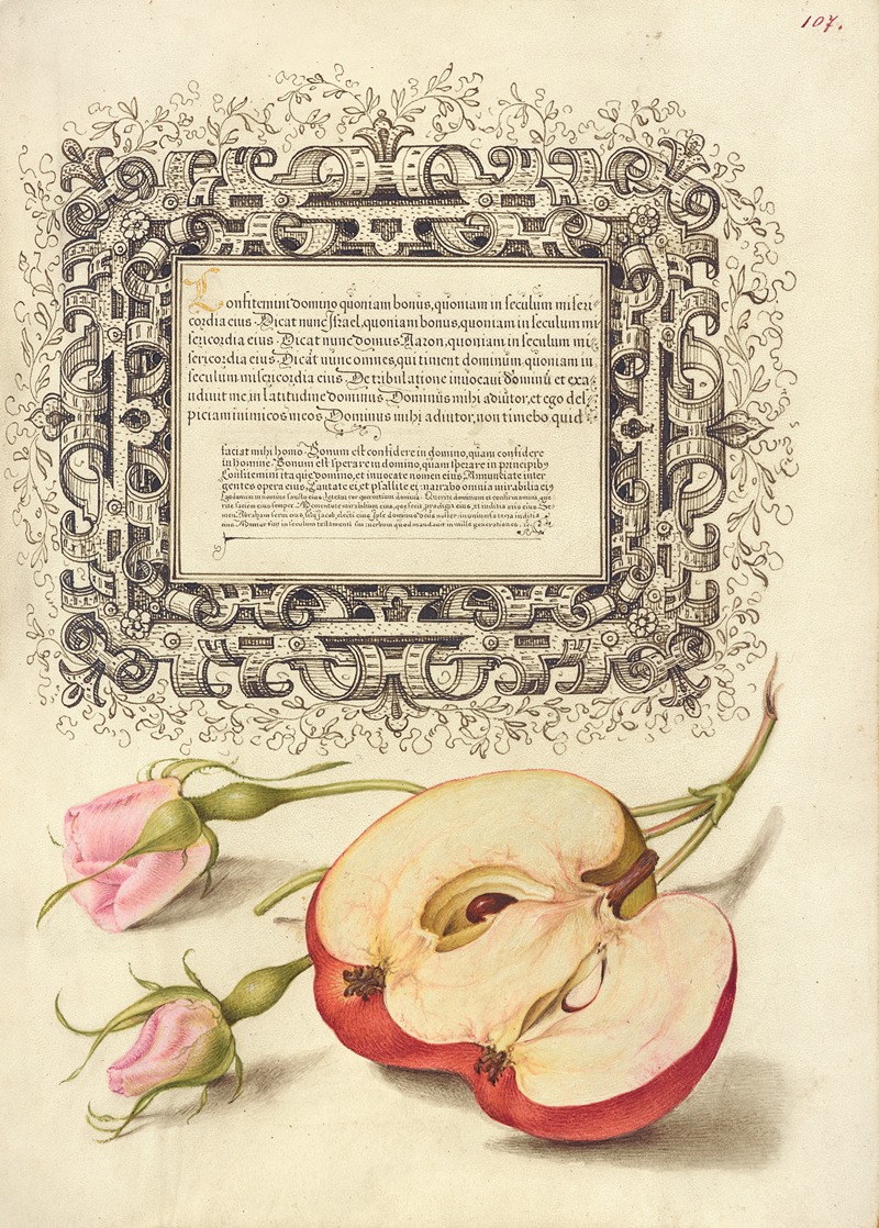 Joris Hoefnagel - French Rose and Apple