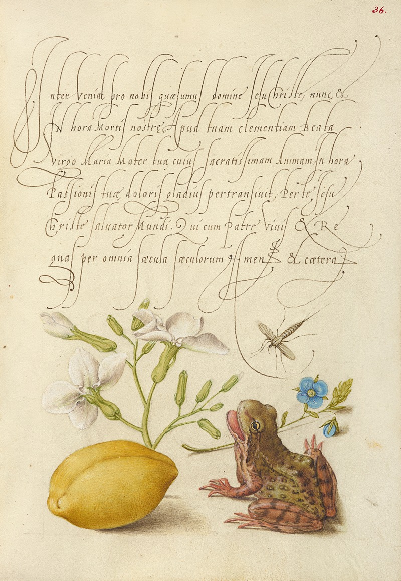 Joris Hoefnagel - Gillyflower, Insect, Germander, Almond, and Frog
