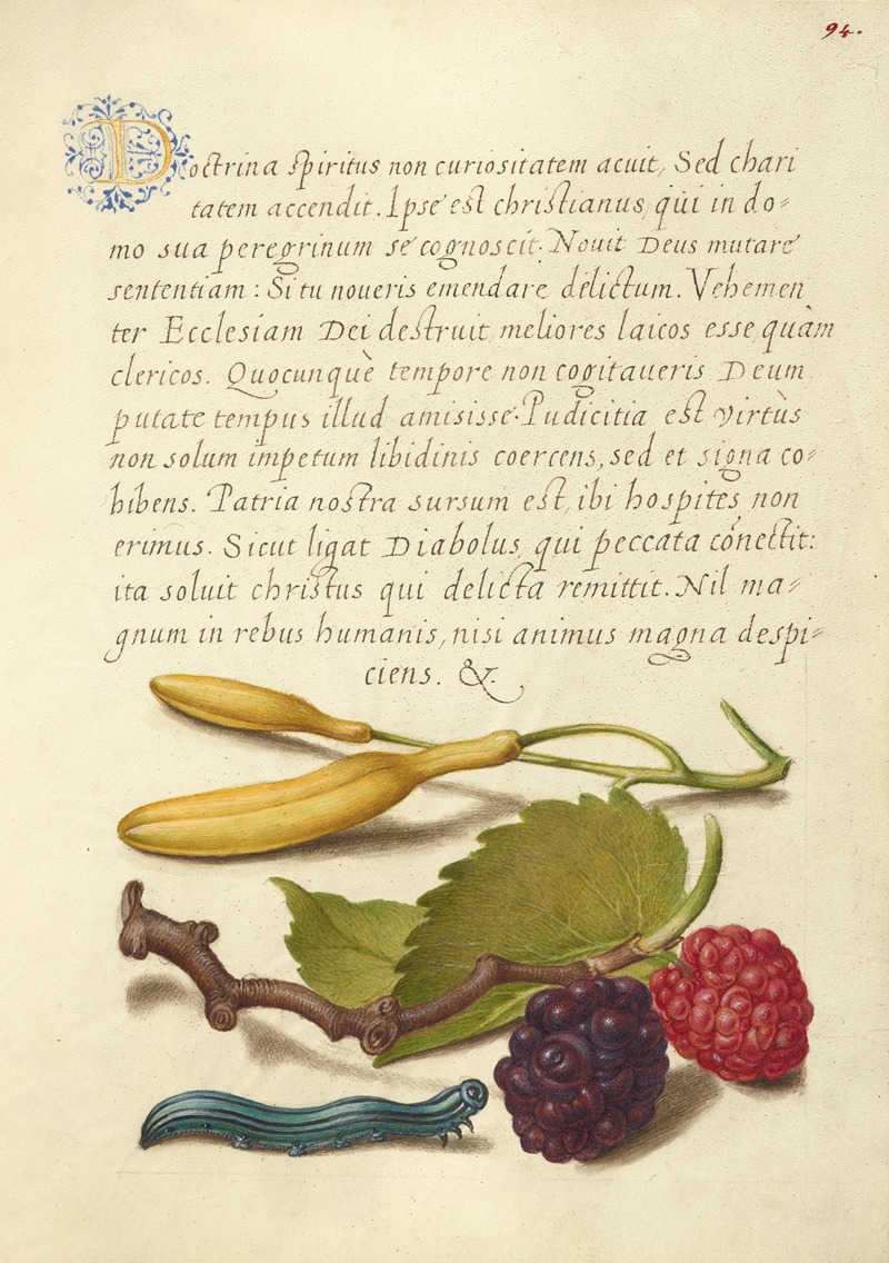Joris Hoefnagel - Hyacinth, Black Mulberry, and Caterpillar