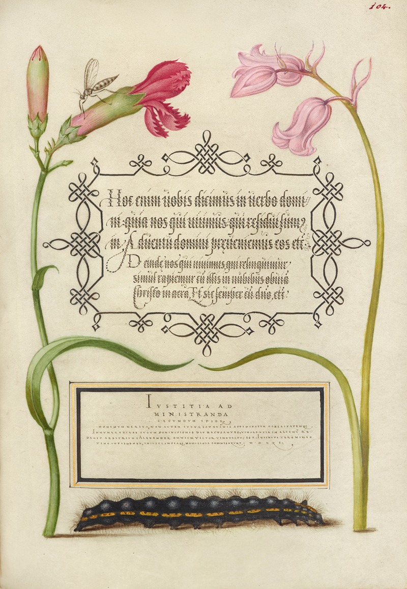 Joris Hoefnagel - Imaginary Insect, Carnation, Bluebell, and Saturnid Caterpillar