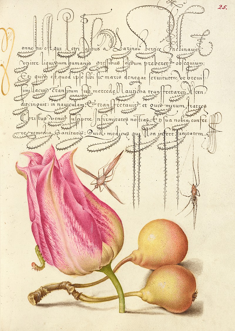 Joris Hoefnagel - Imaginary Insect, Tulip, Spider, and Common Pear