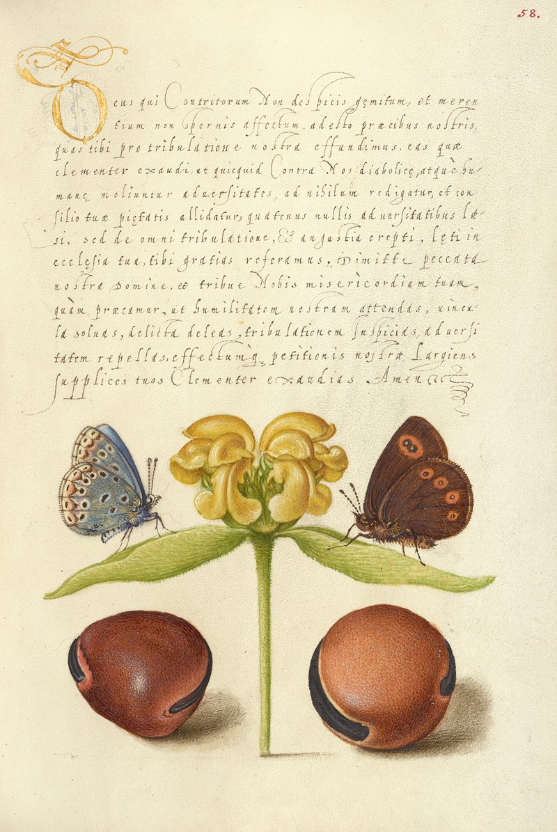 Joris Hoefnagel - Moths, Jerusalem Sage, and Beans